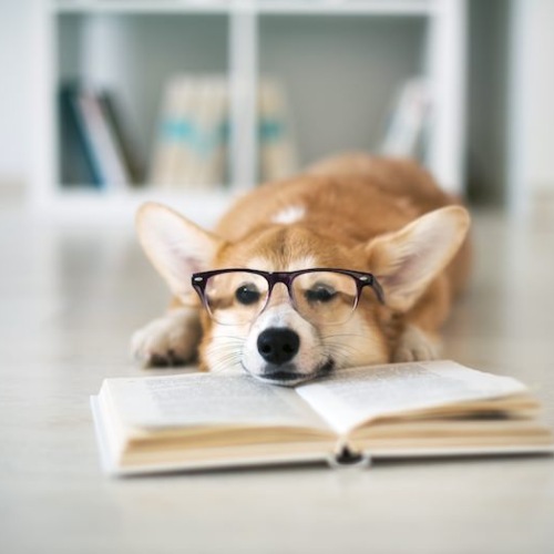Pet Policy Image